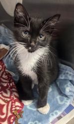 Shelter Stray Male Cat last seen Near Florence ST Tucker Georgia 30084, 30084, GA, 3280 Chamblee Dunwoody Rd, Chamblee, GA 30341, USA