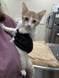 Shelter Stray Male Cat last seen Carey Rd and Westfield Rd, Westfield City, IN, 10501 Hague Rd, Fishers, IN 46038, USA