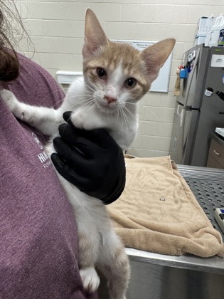 Shelter Stray Male Cat last seen Carey Rd and Westfield Rd, Westfield City, IN, 10501 Hague Rd, Fishers, IN 46038, USA