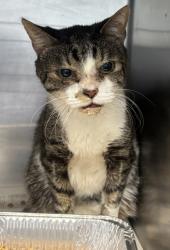 Shelter Stray Male Cat last seen Near Lake Point Dr 13K, 30088, GA, 3280 Chamblee Dunwoody Rd, Chamblee, GA 30341, USA