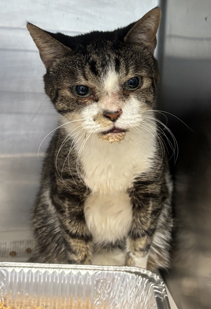 Shelter Stray Male Cat last seen Near Lake Point Dr 13K, 30088, GA, 3280 Chamblee Dunwoody Rd, Chamblee, GA 30341, USA