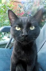 Found/Stray Unknown Cat last seen Liverpool Rd. locale, Halton, England WA8 4TE