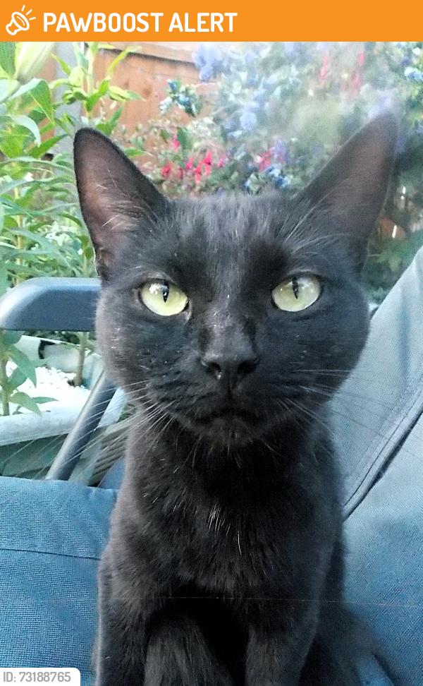 Found/Stray Unknown Cat last seen Liverpool Rd. locale, Halton, England WA8 4TE