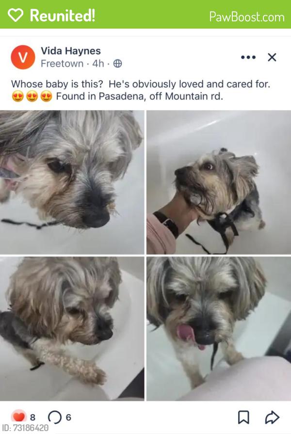 Reunited Male Dog last seen Willing Ct, Pasadena, MD 21122