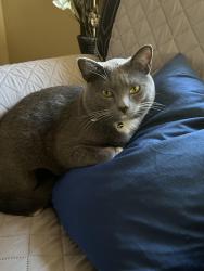 Lost Male Cat last seen Shadowglen, Manor, TX 78653