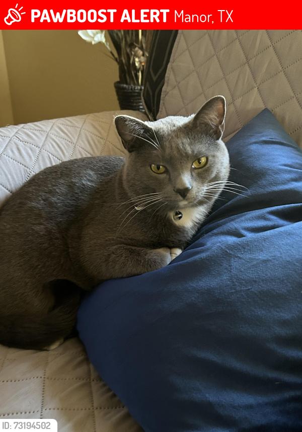 Lost Male Cat last seen Shadowglen, Manor, TX 78653