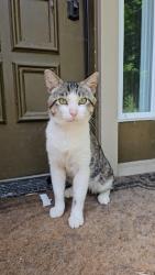 Reunited Male Cat last seen Meridian and Gen Rich Drive in Rockford, Rockford, IL 61102