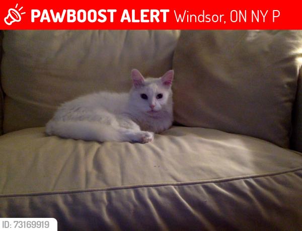 Lost Male Cat last seen Alexis Road between Malloy and Alice, Windsor, ON N8Y 4P6