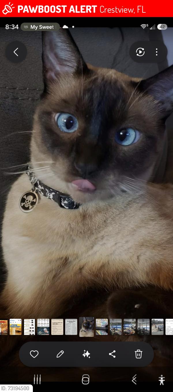 Lost Male Cat last seen Cricket lane road. Lake silver ests, Crestview, FL 32536