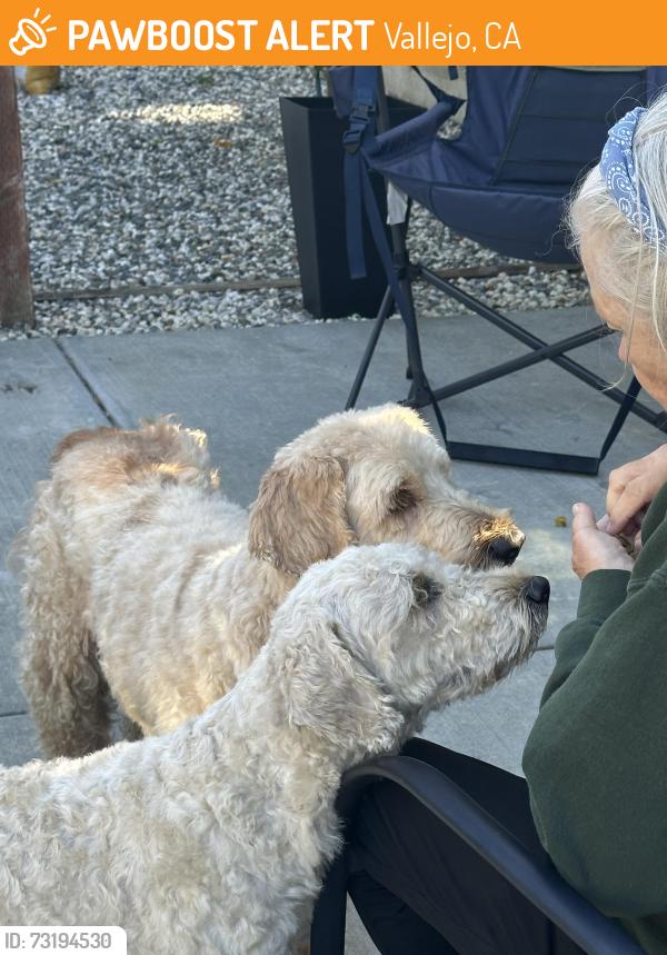 Found/Stray Unknown Dog last seen Mariposa & Fleming Vallejo, Vallejo, CA 94590