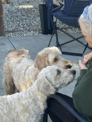 Found/Stray Unknown Dog last seen Mariposa & Fleming Vallejo, Vallejo, CA 94590