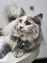 Reunited Female Cat last seen Country Ranch apmt Homes, Fort Collins, CO 80528
