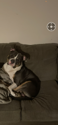 Reunited Male Dog last seen waters edge apt south military hwy, Norfolk, VA 23502