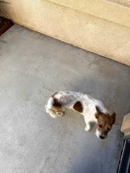 Found/Stray Female Dog last seen Neighborhood by Westview ln, Victorville, CA 92392