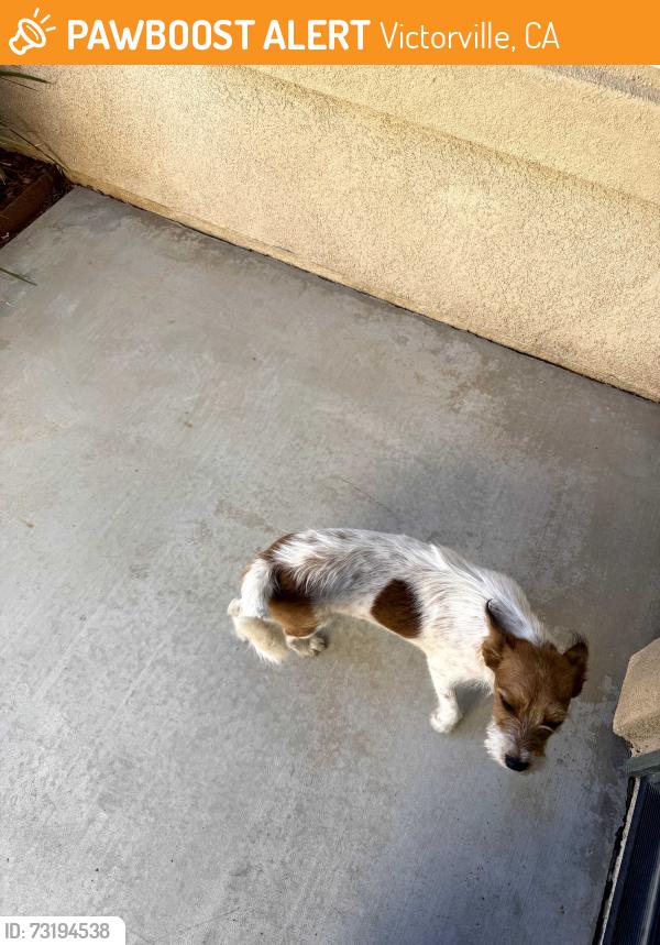 Found/Stray Female Dog last seen Neighborhood by Westview ln, Victorville, CA 92392