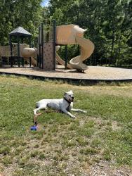 Reunited Female Dog last seen College Hill area, Greensboro, NC 27403