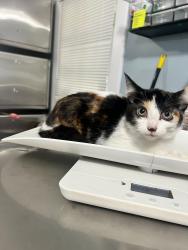 Found/Stray Female Cat last seen Near st mary's parkway, Buffalo Grove, IL 60089