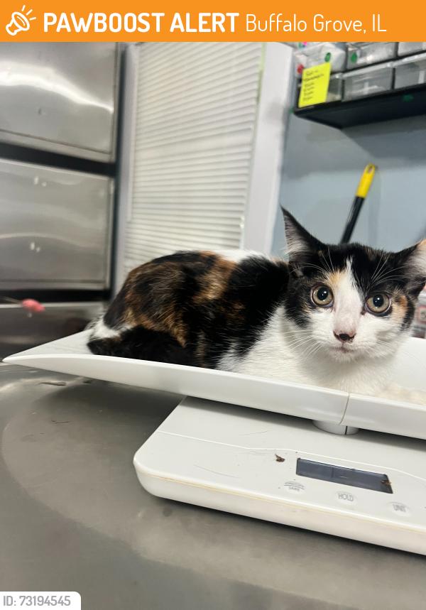 Found/Stray Female Cat last seen Near st mary's parkway, Buffalo Grove, IL 60089