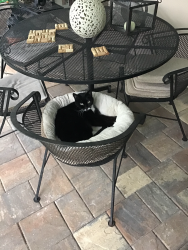 Lost Female Cat last seen Beechwood and Sandpiper, Fort Myers, FL 33919