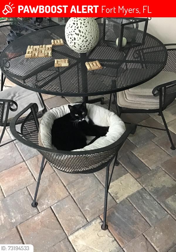 Lost Female Cat last seen Beechwood and Sandpiper, Fort Myers, FL 33919