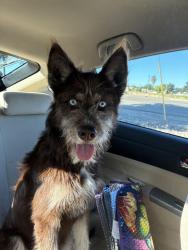 Found/Stray Female Dog last seen Shearer & Magnolia, Salida, CA 95368