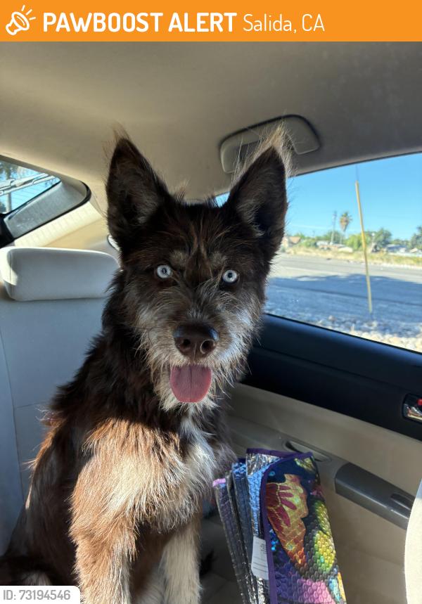 Found/Stray Female Dog last seen Shearer & Magnolia, Salida, CA 95368
