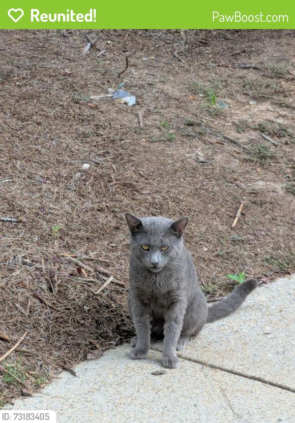 Reunited Male Cat last seen Dunwoody Pl, Sandy Springs, GA 30328