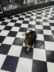 Found/Stray Male Dog last seen Smokes and Tokes, San Antonio, TX 78227