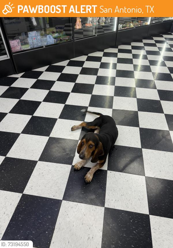 Found/Stray Male Dog last seen Smokes and Tokes, San Antonio, TX 78227