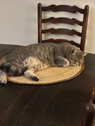 Lost Female Cat last seen Madehurst, Madehurst, England BN18 0NN