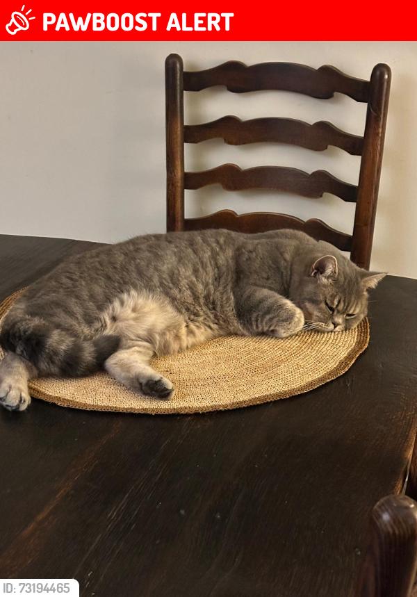 Lost Female Cat last seen Madehurst, Madehurst, England BN18 0NN
