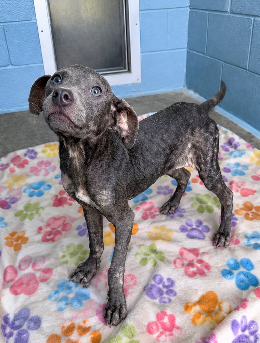 Shelter Stray Female Dog last seen Near Hebert Road, LAFAYETTE, LA, 70506, 410 Dugas Rd, Lafayette, LA 70507, USA