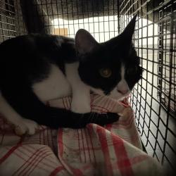 Shelter Stray Female Cat last seen Near King Avenue, DES MOINES, IA, 50320, Des Moines, IA 50313