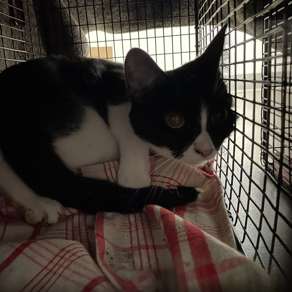 Shelter Stray Female Cat last seen Near King Avenue, DES MOINES, IA, 50320, Des Moines, IA 50313
