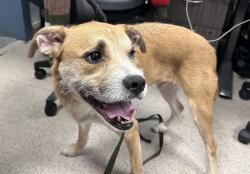 Shelter Stray Male Dog last seen Near Baruch Drive, NEW YORK, NY, 10002, 326 E 110th St, New York, NY 10029, USA