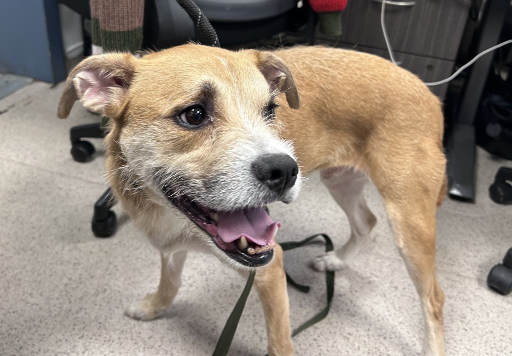 Shelter Stray Male Dog last seen Near Baruch Drive, NEW YORK, NY, 10002, 326 E 110th St, New York, NY 10029, USA