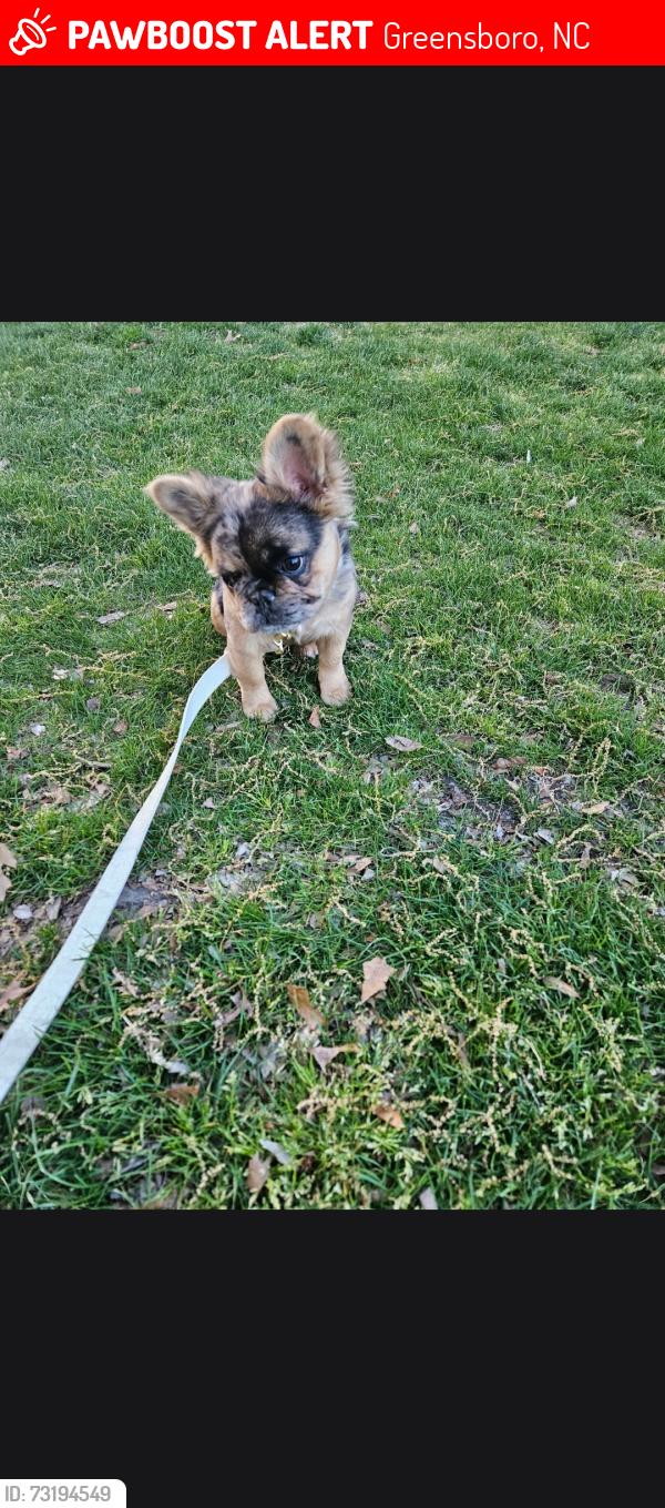 Lost Female Dog last seen McKnight mill rd/hwy 29, Greensboro, NC 27405