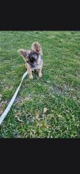 Lost Female Dog last seen McKnight mill rd/hwy 29, Greensboro, NC 27405