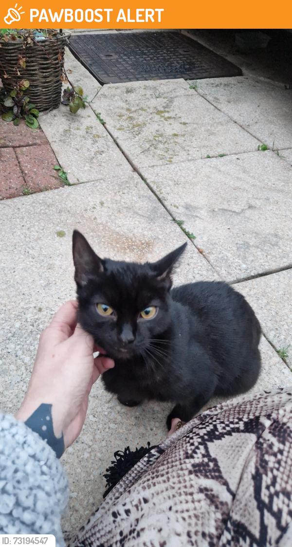 Found/Stray Female Cat last seen Nutgrove/foxwood, St Helens, England WA9 5JR