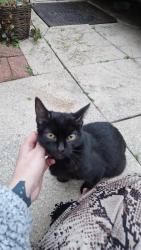 Found/Stray Female Cat last seen Nutgrove/foxwood, St Helens, England WA9 5JR