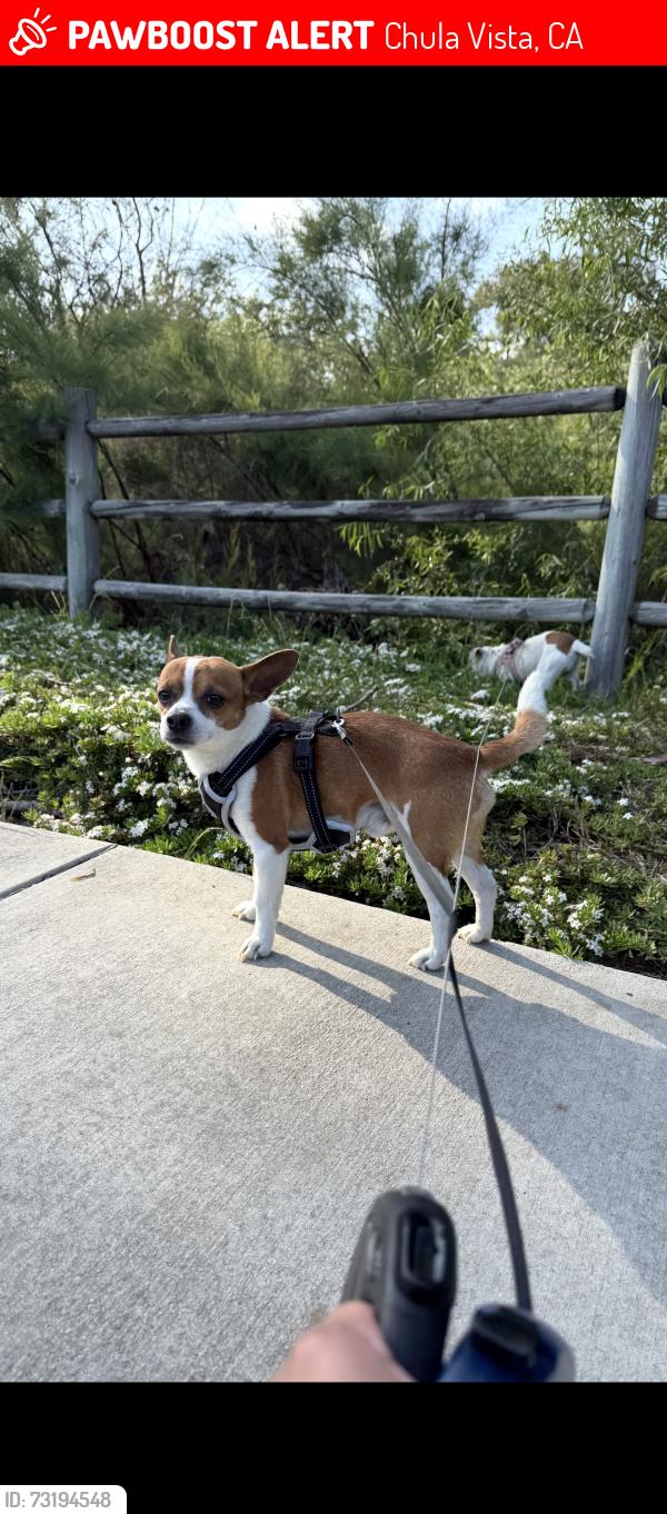 Lost Male Dog last seen Paseo Ranchero and telegraph canyon, Chula Vista, CA 91910