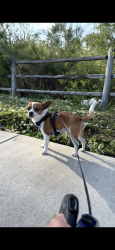 Lost Male Dog last seen Paseo Ranchero and telegraph canyon, Chula Vista, CA 91910