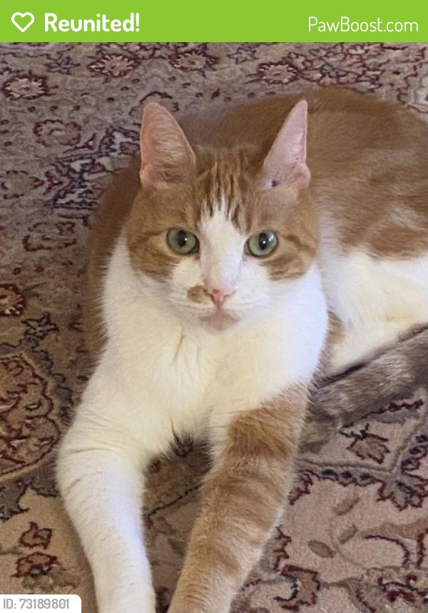 Reunited Male Cat last seen Chateaux Circle, Scarsdale, NY 10583