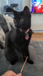 Reunited Female Cat last seen Micheal Dr, Middlebrook Boulevard, Holland Rd, Brook Park, OH 44142