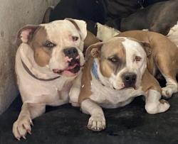 Lost Male Dog last seen High Pointe Rail road tracks , wintergreen & cedar hill rd, Cedar Hill, TX 75104