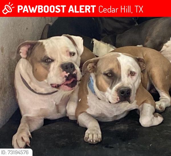 Lost Male Dog last seen High Pointe Rail road tracks , wintergreen & cedar hill rd, Cedar Hill, TX 75104