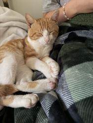 Found/Stray Male Cat last seen Whitcomb Street, Richmond, VA 23223