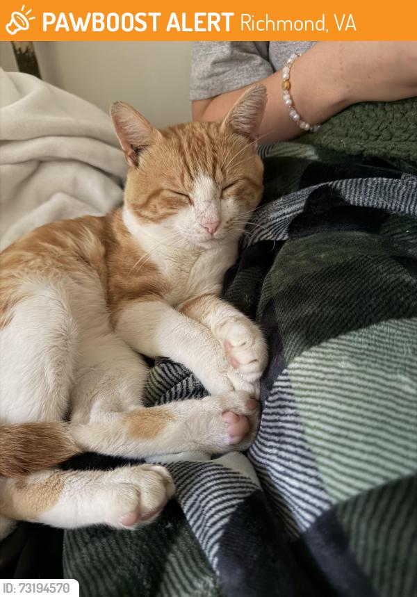Found/Stray Male Cat last seen Whitcomb Street, Richmond, VA 23223