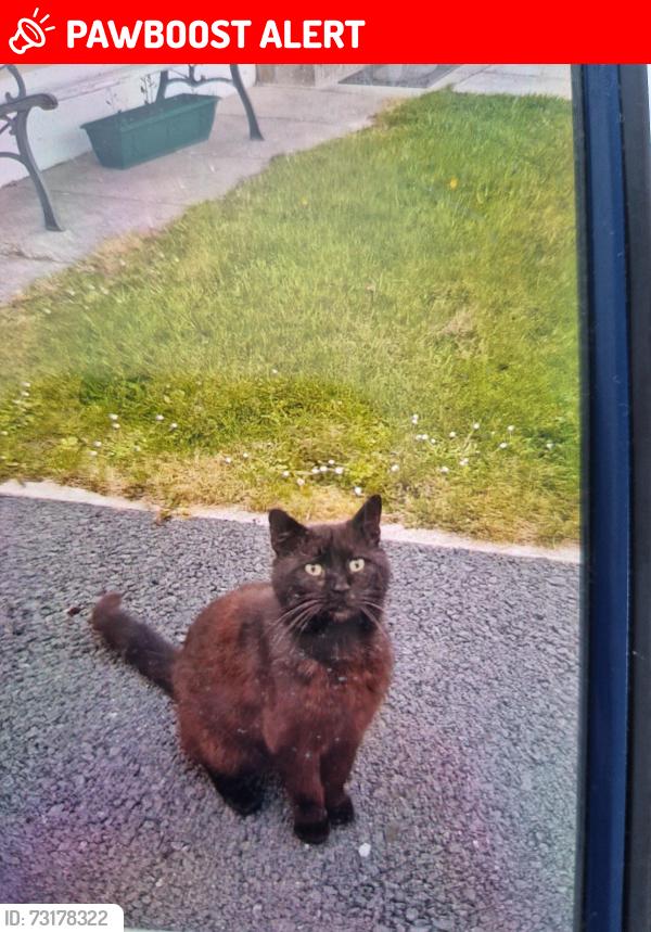Lost Male Cat last seen Hilltown, Hilltown, Northern Ireland 