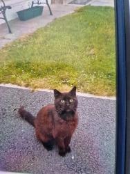 Lost Male Cat last seen Hilltown, Hilltown, Northern Ireland 